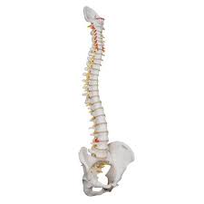 3B Smart Anatomy Premium Flexible Human Spine Model