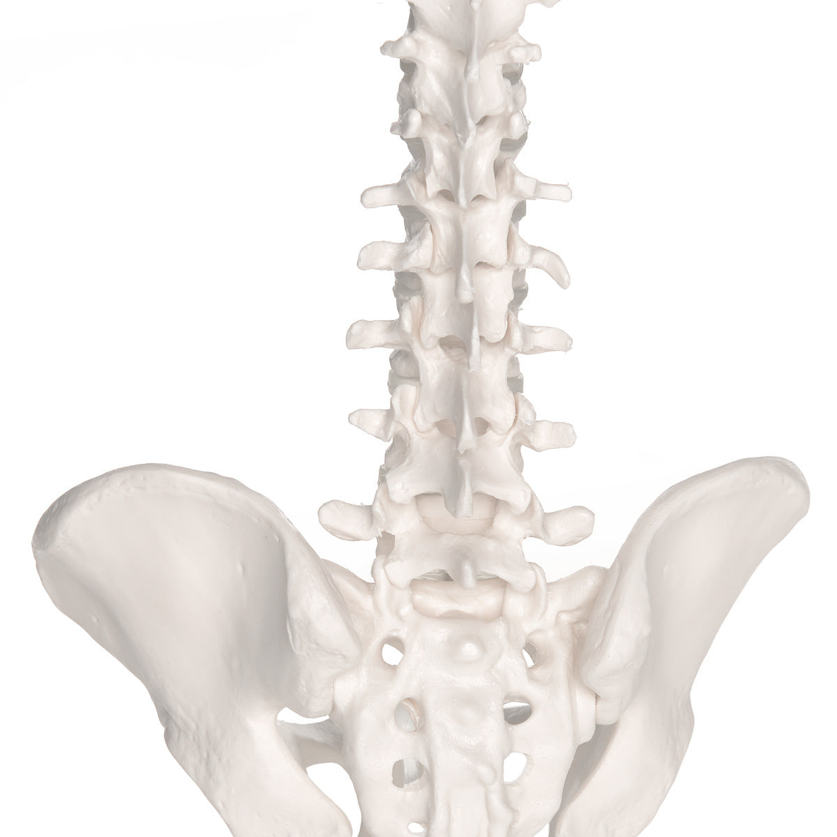 3B Anatomical Mini Vertebral Column, elastic Model