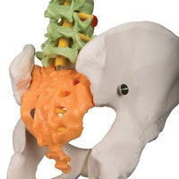 3B Didactic Anatomical Flexible Spine Model