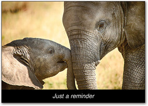 Baby Elephant Postcard