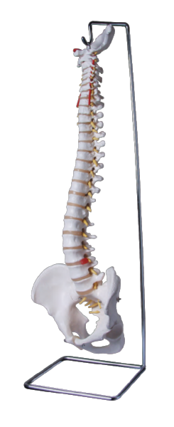 Chiropractic Anatomical Models