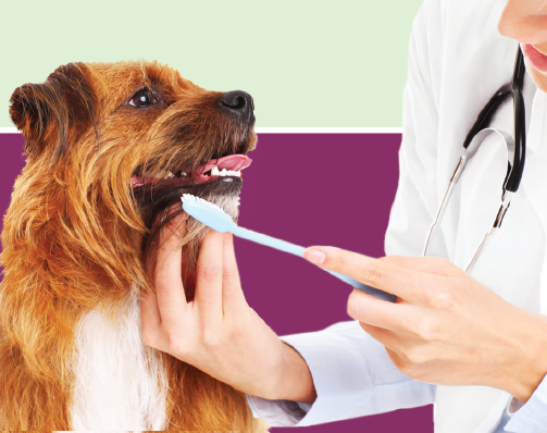 Veterinary Practice Supplies