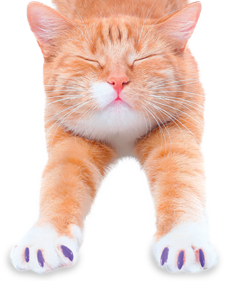 Soft Claws FAQs