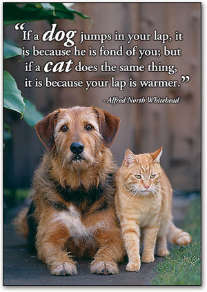 Lap is Warmer Wall Art Poster