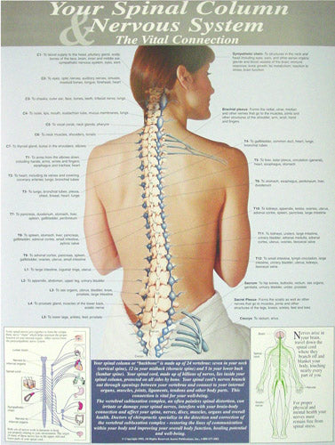 Your Spinal Column & Nervous System Posters