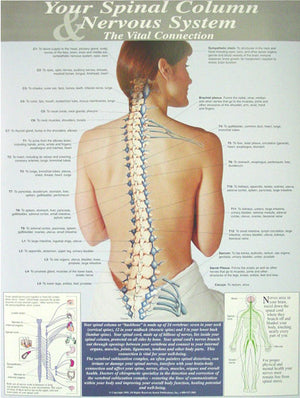 Your Spinal Column & Nervous System Posters