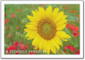 Summer Sunflower Postcard