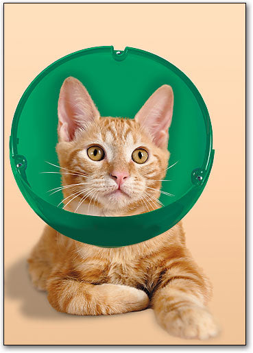 Soft Paws E-Collar