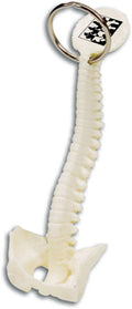 Personalised Spine and Pelvis Bone Keyring