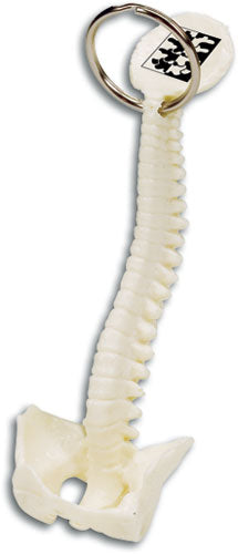 Personalised Spine and Pelvis Bone Keyring