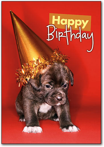 Gold Hat Puppy Postcard