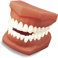 Full Mouth Model