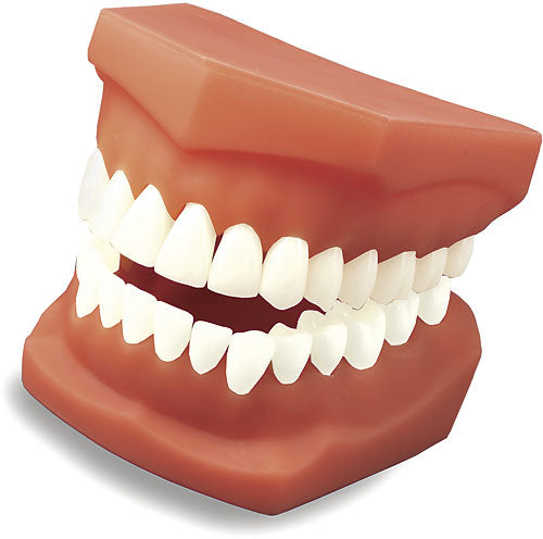 Full Mouth Model