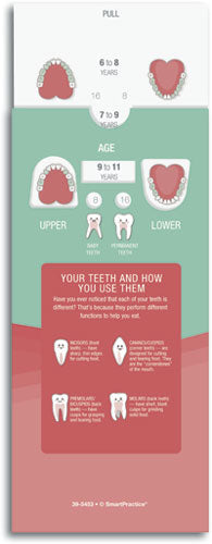 Dental Development Slide Guide