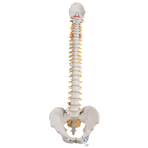 3B Smart Anatomy Premium Flexible Human Spine Model