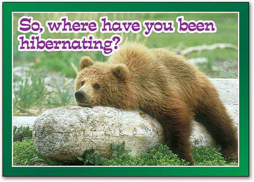 Hibernating Bear Postcard
