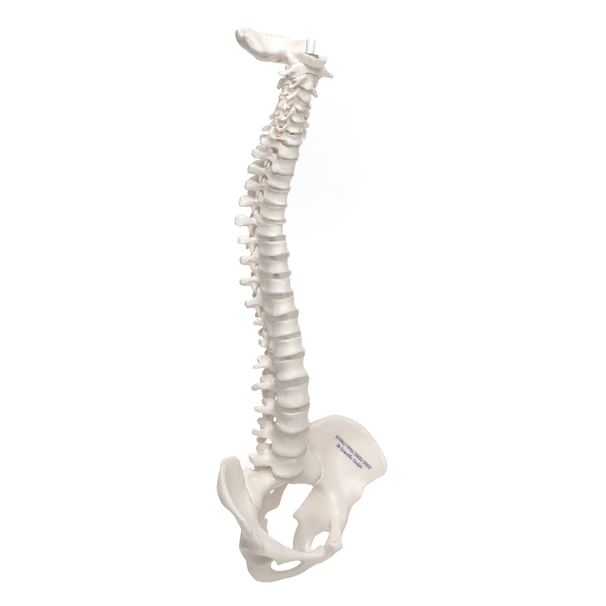 3B Anatomical Mini Vertebral Column, elastic Model