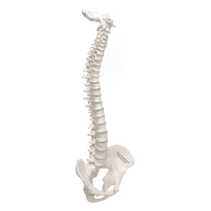 3B Anatomical Mini Vertebral Column, elastic Model