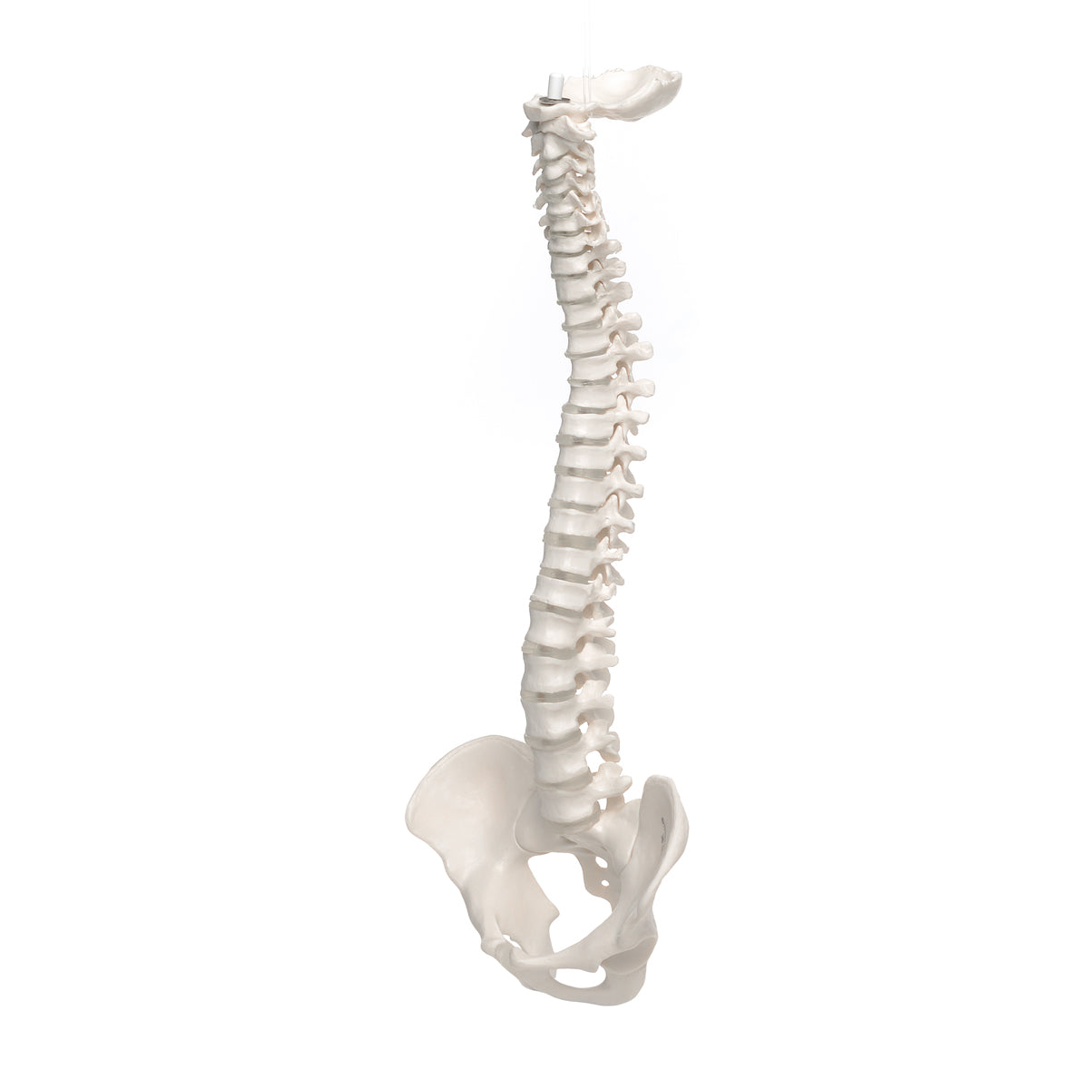 3B Anatomical Mini Vertebral Column, elastic Model