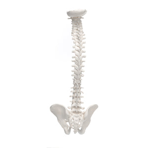 3B Anatomical Mini Vertebral Column, elastic Model
