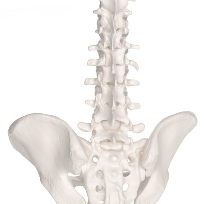 3B Anatomical Mini Vertebral Column, elastic Model