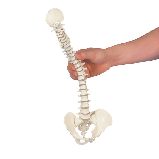 3B Anatomical Mini Vertebral Column, elastic Model