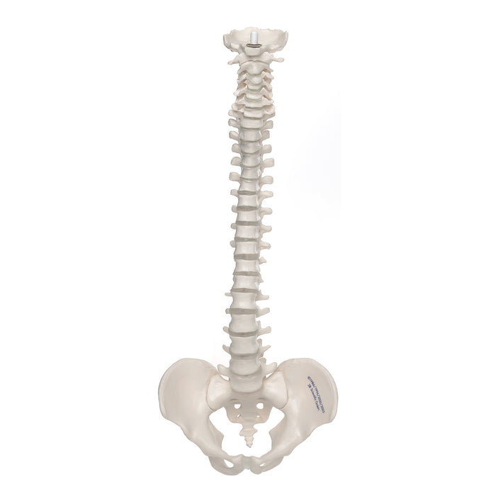 3B Anatomical Mini Vertebral Column, elastic Model