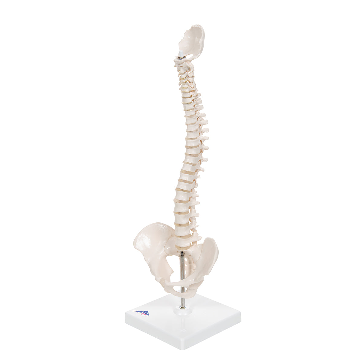 3B Mini Human Spinal Column Model - Flexible, on Base