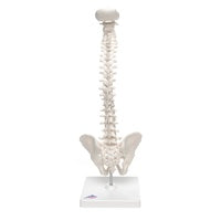3B Mini Human Spinal Column Model - Flexible, on Base