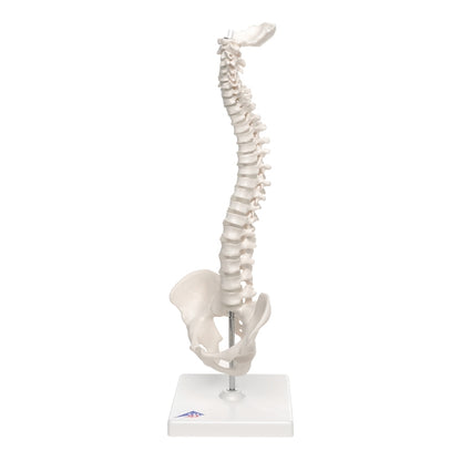 3B Mini Human Spinal Column Model - Flexible, on Base