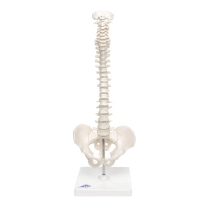 3B Mini Human Spinal Column Model - Flexible, on Base