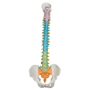 3B Didactic Anatomical  Flexible Spine Model