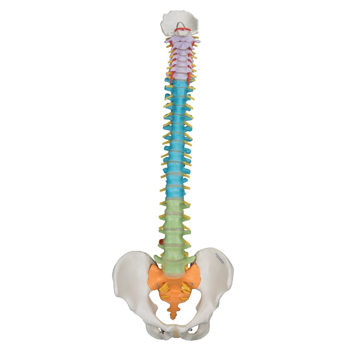 3B Didactic Anatomical  Flexible Spine Model