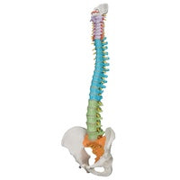 3B Didactic Anatomical  Flexible Spine Model