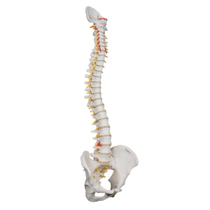 3B Anatomical Model- Highly Flexible Spine Model (Complete Pelvis and Occipital Plate!)
