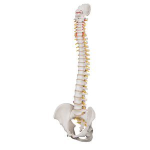 3B Anatomical Model- Highly Flexible Spine Model (Complete Pelvis and Occipital Plate!)