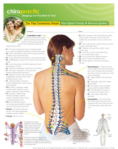 Vital Connection: Your Spinal Column & Nervous System Deluxe Handouts (50pk)