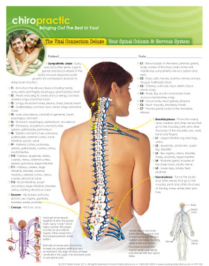 Vital Connection: Your Spinal Column & Nervous System Deluxe Handouts (50pk)