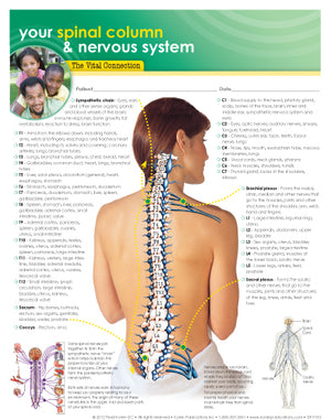 Your Spinal Column & Nervous System: The Vital Connection Handouts *Not Chiropractic Specific (50pk)