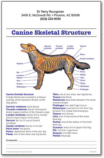 Canine Skeletal Structure Education Sheets