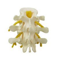 Anatomical Model- Basic Vertebrae