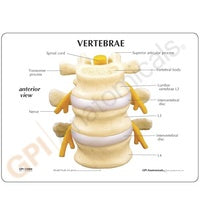 Anatomical Model- Basic Vertebrae