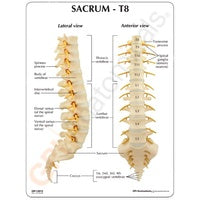 Anatomical Model- Sacrum T8 Spine