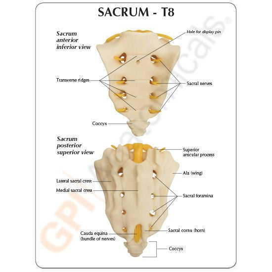 Anatomical Model- Sacrum T8 Spine