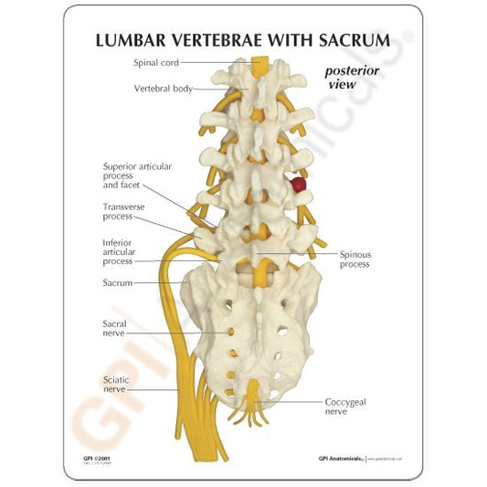 Anatomical Model- 5pc Vertebrae with sacrum