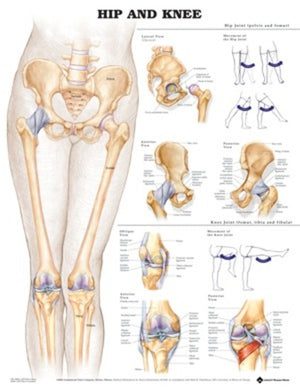 Hip and Knee Anatomical Chart (50 x 61cm)