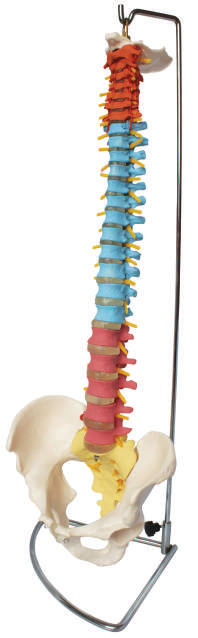 Coloured Flexible Spine with Stand