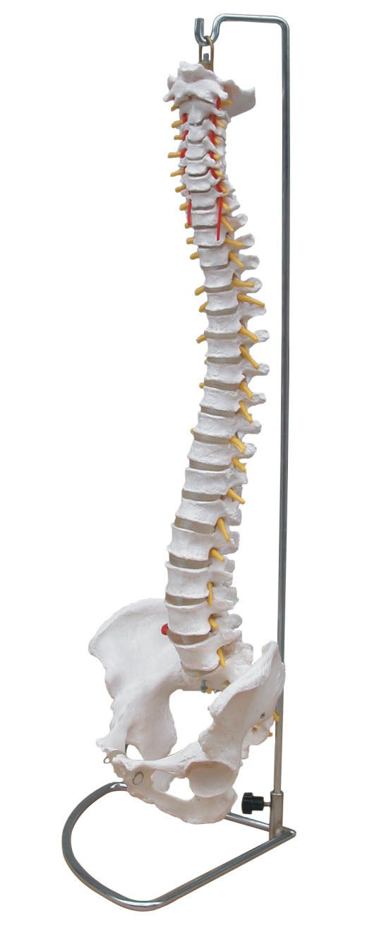 Inflexible Life-Size Spine with Stand