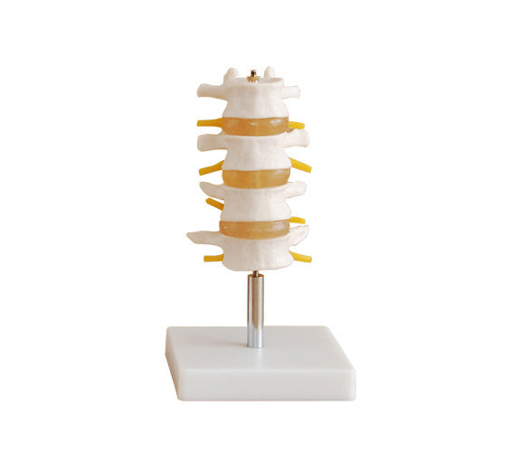 Anatomical Lumbar Set Model  (4 pcs)
