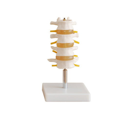 Anatomical Lumbar Set Model  (4 pcs)